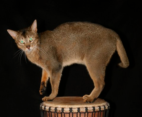abyssinians